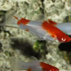 ProNovo Guppy Grano S 250 ml Click Fiskefoder Til Ferskvandsfisk