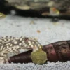 Sale Pronovo Pleco Wafer M 250 ml Fiskefoder Til Ferskvandsfisk