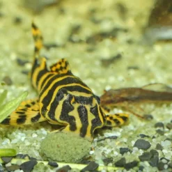 Online Pronovo Pleco Wafer M 100 ml Fiskefoder Til Ferskvandsfisk