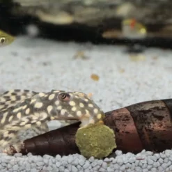 Online Pronovo Pleco Wafer M 100 ml Fiskefoder Til Ferskvandsfisk