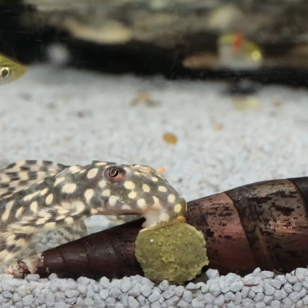 Online Pronovo Pleco Wafer M 100 ml Fiskefoder Til Ferskvandsfisk
