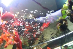 Best Pronovo Red Flakes M 250 ml Fiskefoder Til Ferskvandsfisk