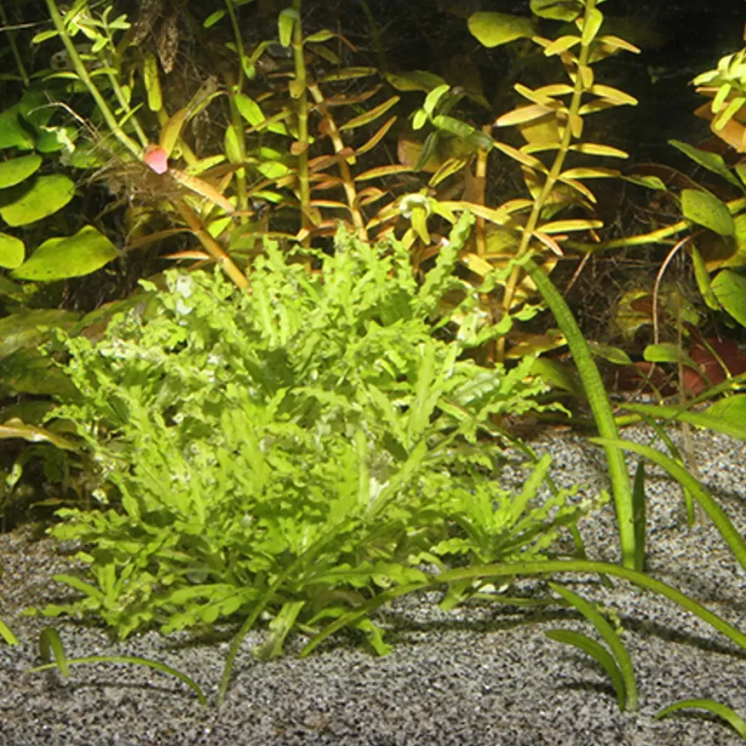 Online Sansibar Grå 10 kg Akvariegrus Aquascaping