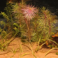 Clearance Sansibar Orange 5 kg Akvariegrus Aquascaping