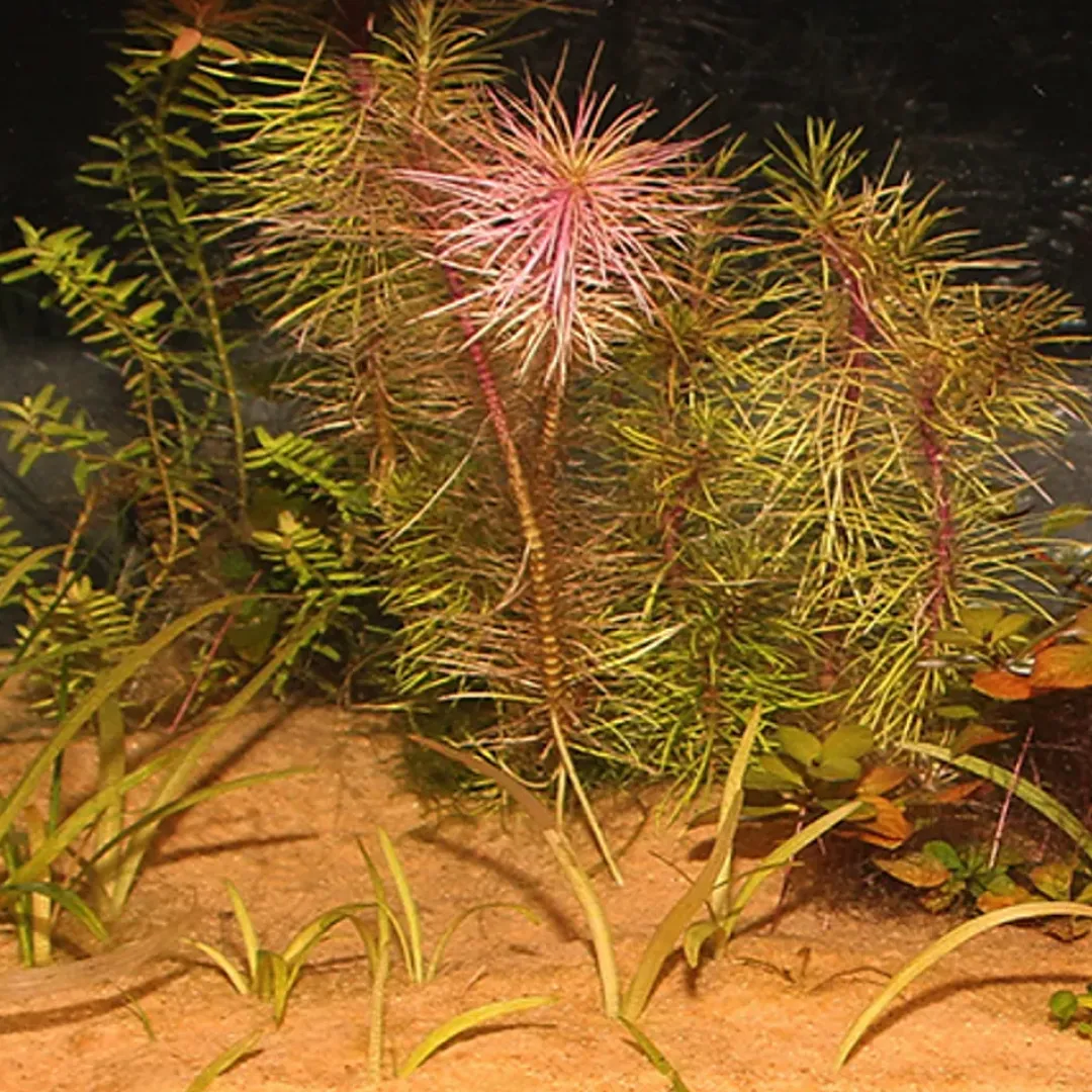 Sansibar Orange 10 kg Akvariegrus Aquascaping