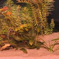 Hot Sansibar Rød 5 kg Akvariegrus Aquascaping