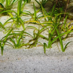Sale Sansibar River 5 kg Akvariegrus Aquascaping