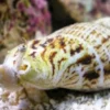Hot Jordbær snegl (Conomurex luhuanus) Anemone, Bløddyr Og Snegle Til Saltvand
