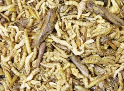 Online Protein Cocktail Foder & Snack Til Gnavere & Kanin