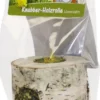 New JR Snack Trærulle Mælkebøtte 100 gram Foder & Snack Til Gnavere & Kanin