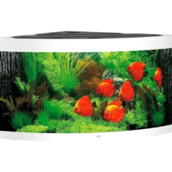 Clearance Juwel Trigon 350 Hvidt Akvarium Akvarier