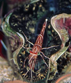 Discount Kamel Reje (Rhynchonetes Sp. Dancing Shrimp) Anemone, Bløddyr Og Snegle Til Saltvand
