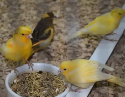 Sale Kanariefugl Gul/Broget (Serinus canaria) Eksotiske Fugle