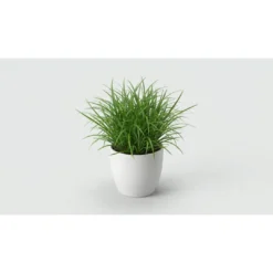 Sale Kattegræs i potte - Cyperus Zumula Killingefoder - Sundt Kattefoder Til Killinger I Alle Racer|Kattefoder & Snacks