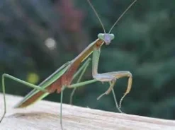 Discount Kinesisk Knæler Tenodera sinensis Krybdyr