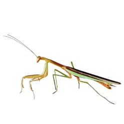 Discount Kinesisk Knæler Tenodera sinensis Krybdyr