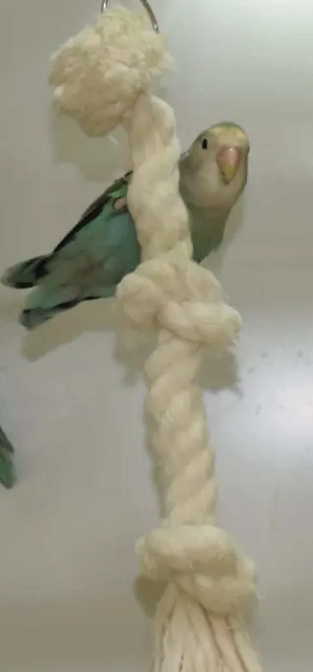 Clearance Klatrereb med knuder 38 cm Bundlag Og Udstyr Til Fuglebure