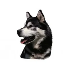 Sale Klistermærke af Alaskan Malamute Hoved Stor Hundetegn Til Hvalpe - Sikkerhed Og Tryghed Hvis Hvalpen Løber Væk|Hundetegn Og Smykker Med Stil Og Sikkerhed