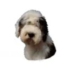 Klistermærke af Old English Sheepdog stor Hundetegn Til Hvalpe - Sikkerhed Og Tryghed Hvis Hvalpen Løber Væk|Hundetegn Og Smykker Med Stil Og Sikkerhed