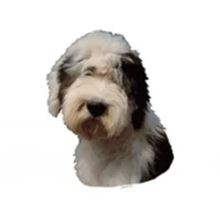 Klistermærke af Old English Sheepdog stor Hundetegn Til Hvalpe - Sikkerhed Og Tryghed Hvis Hvalpen Løber Væk|Hundetegn Og Smykker Med Stil Og Sikkerhed