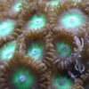 Outlet Knapkoral Zoanthus sp. Flotte fra Vietnam Saltvandskoraller