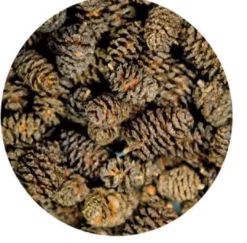 Hot Kogler 50 stk Aquascaping
