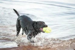 Sale Airdog Football L - robust hundebold med piv og flydefunktion Hundelegetøj Til Alle Hunde Leg Og Aktivering Året Rundt|Legetøj Til Hvalpe - Sjov Leg, Aktivering Og Tryghed Fra Første Dag