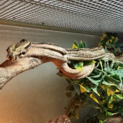 Discount Kongeboa Arabesque poss Hypo 0,1 - Boa Constrictor Krybdyr