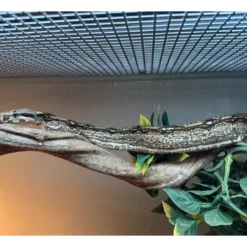 Discount Kongeboa Arabesque poss Hypo 0,1 - Boa Constrictor Krybdyr