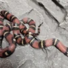 Sale Kongesnog Jalisco (Lampropeltis Jalisco) Krybdyr
