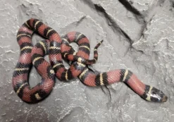Sale Kongesnog Jalisco (Lampropeltis Jalisco) Krybdyr