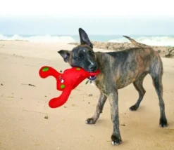 Sale Hundelegetøj Belly Flops Lobster Rød M 28 cm - sjovt vandlegetøj Hundelegetøj Til Alle Hunde Leg Og Aktivering Året Rundt|Legetøj Til Hvalpe - Sjov Leg, Aktivering Og Tryghed Fra Første Dag