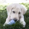 Discount Puppy Small - hvalpelegetøj til tyggeleg Hundelegetøj Til Alle Hunde Leg Og Aktivering Året Rundt|Legetøj Til Hvalpe - Sjov Leg, Aktivering Og Tryghed Fra Første Dag