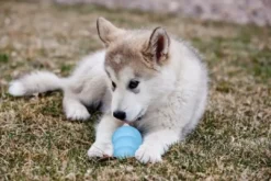 Discount Puppy Small - hvalpelegetøj til tyggeleg Hundelegetøj Til Alle Hunde Leg Og Aktivering Året Rundt|Legetøj Til Hvalpe - Sjov Leg, Aktivering Og Tryghed Fra Første Dag