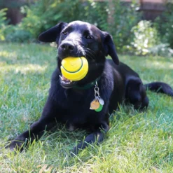 New Squeez Tennis 2 stk Ø 8 cm - sjove bolde med piv Hundelegetøj Til Alle Hunde Leg Og Aktivering Året Rundt|Legetøj Til Hvalpe - Sjov Leg, Aktivering Og Tryghed Fra Første Dag