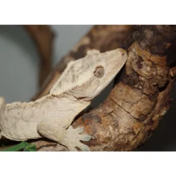 Outlet Kronegekko (Crested gecko) (Correlophus ciliatus) Han Krybdyr