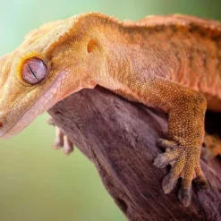 Hot Kronegekko (Crested gecko) (Correlophus ciliatus) Hun Krybdyr