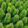 Best Kunstig koral Acropora millepora (Green) Dekoration Til Saltvand