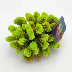 Hot Kunstig koral Pocillopora verrucosa M (Green) Dekoration Til Saltvand