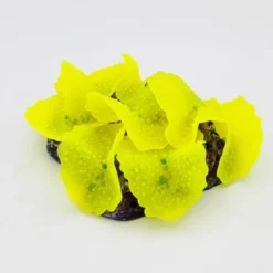 Discount Kunstig koral Ulva lactuca (Yellow) 12x9x4 cm Dekoration Til Saltvand