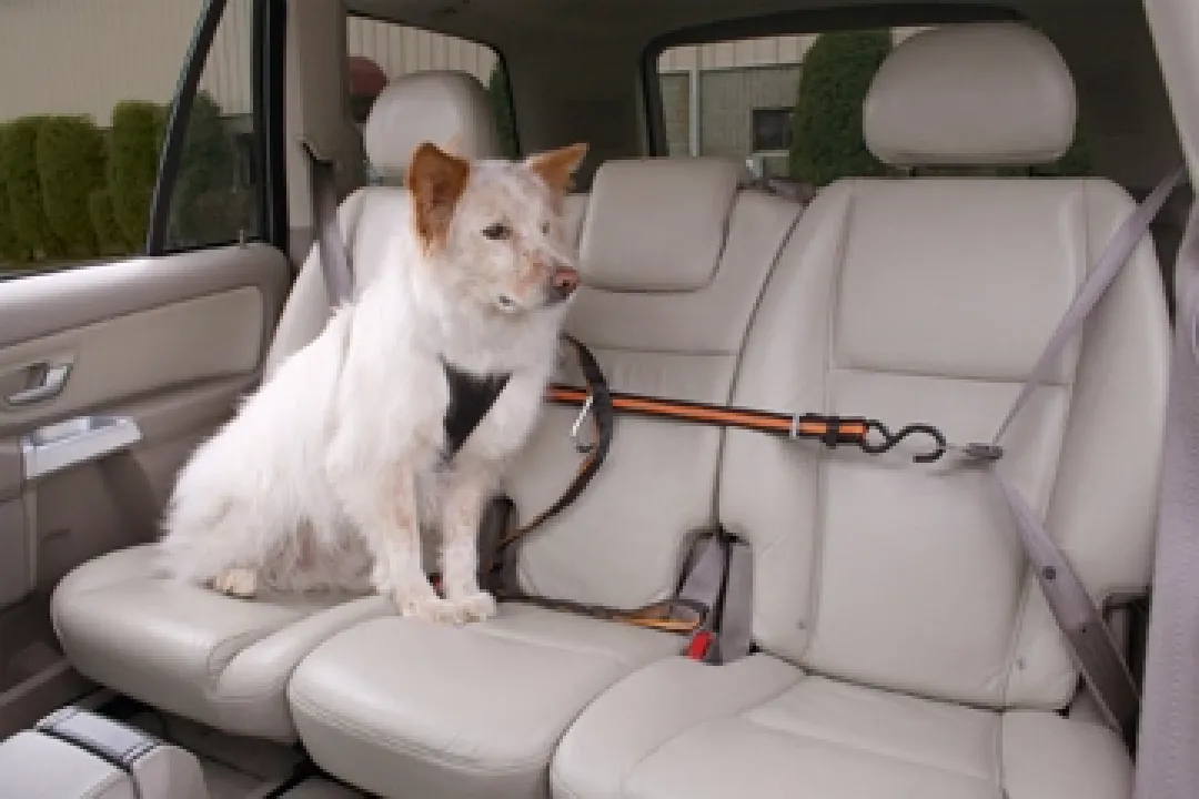 Auto Zip Line Transport Og Adgang Til Hvalpe - Tryg Og Nem Hverdag|Transport Og Adgang For Hunde - Tryg Og Nem Hverdag