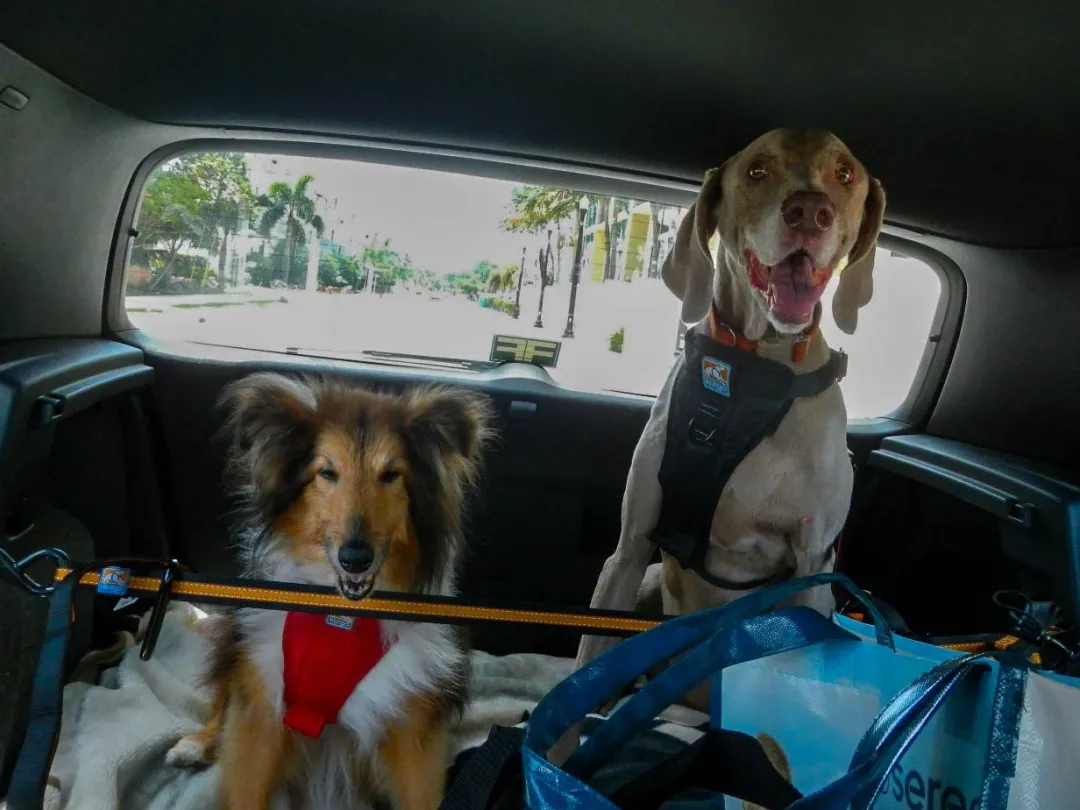 Auto Zip Line Transport Og Adgang Til Hvalpe - Tryg Og Nem Hverdag|Transport Og Adgang For Hunde - Tryg Og Nem Hverdag