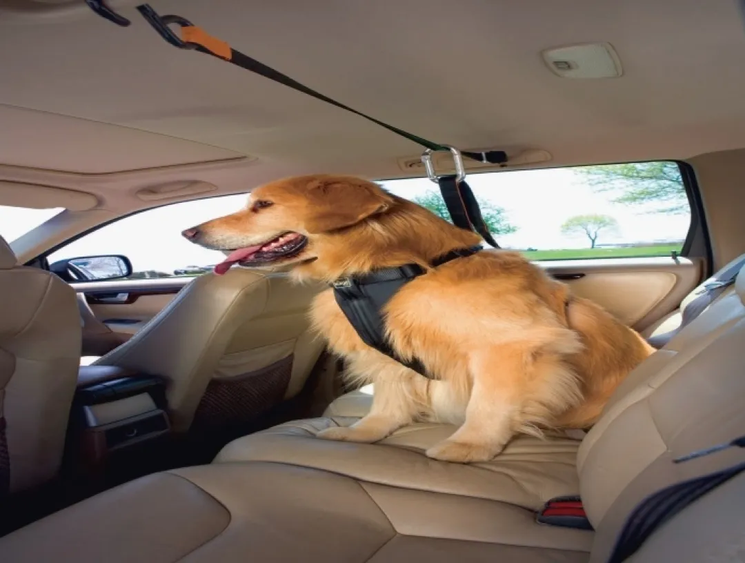 Auto Zip Line Transport Og Adgang Til Hvalpe - Tryg Og Nem Hverdag|Transport Og Adgang For Hunde - Tryg Og Nem Hverdag