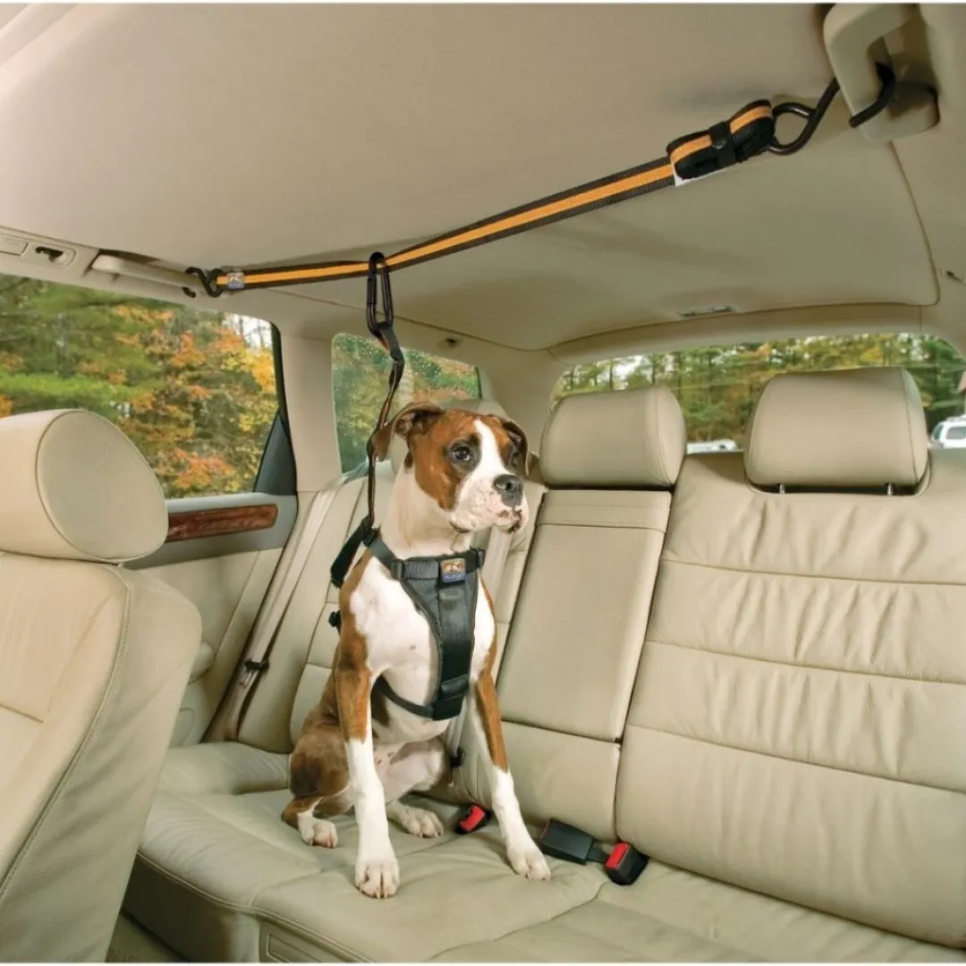 Auto Zip Line Transport Og Adgang Til Hvalpe - Tryg Og Nem Hverdag|Transport Og Adgang For Hunde - Tryg Og Nem Hverdag