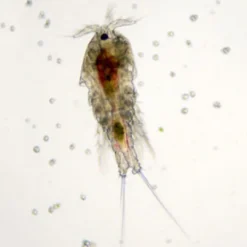 New Levende Saltvands Copepods 90 ml Fiskefoder Til Saltvandsfisk
