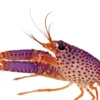 Best Lilla revhummer (Enoplometopus debelius) Anemone, Bløddyr Og Snegle Til Saltvand