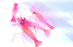 Discount Lysmata wurdemanni Anemone, Bløddyr Og Snegle Til Saltvand