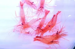 Discount Lysmata wurdemanni Anemone, Bløddyr Og Snegle Til Saltvand