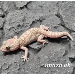 Outlet Madagaskar Markgecko Subadult - Paroedura picta Krybdyr