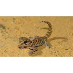 Outlet Madagaskar Markgecko Subadult - Paroedura picta Krybdyr